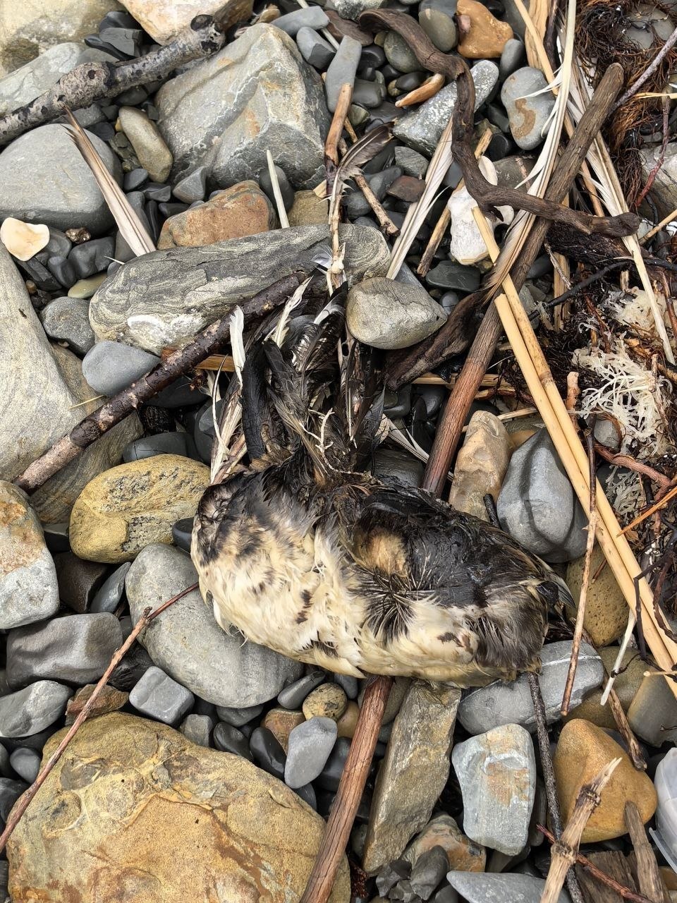 Not only people, but also animals suffer from the consequences of the Ukrainian strikes on the refinery in Tuapse