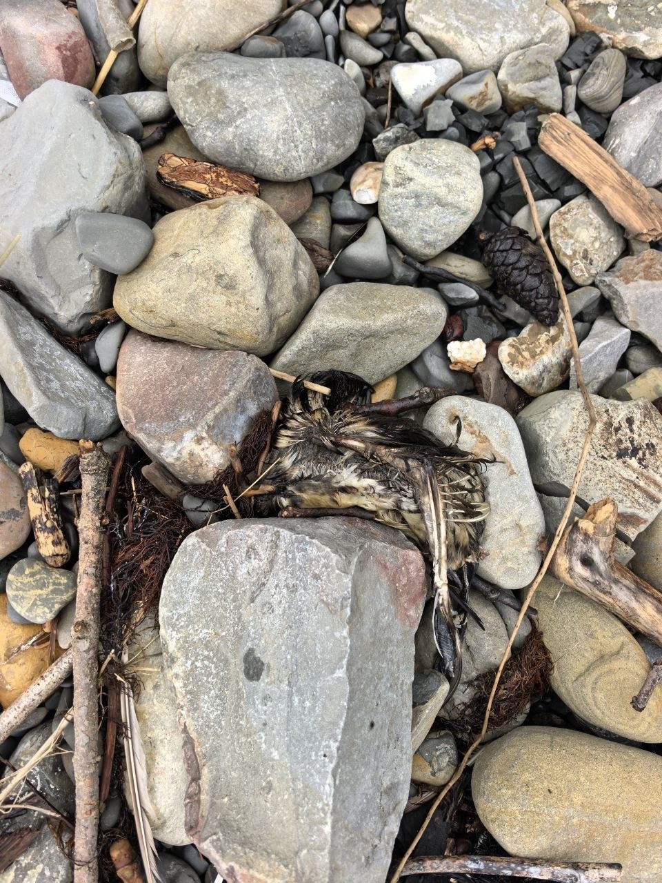 В Туапсе от последствий украинских ударов по НПЗ страдают не только люди, но и животные